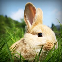 /album/prosezkepa/photolia-a03-jpg/